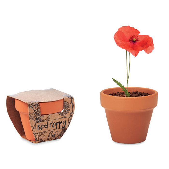 Terracotta pot with flower seeds